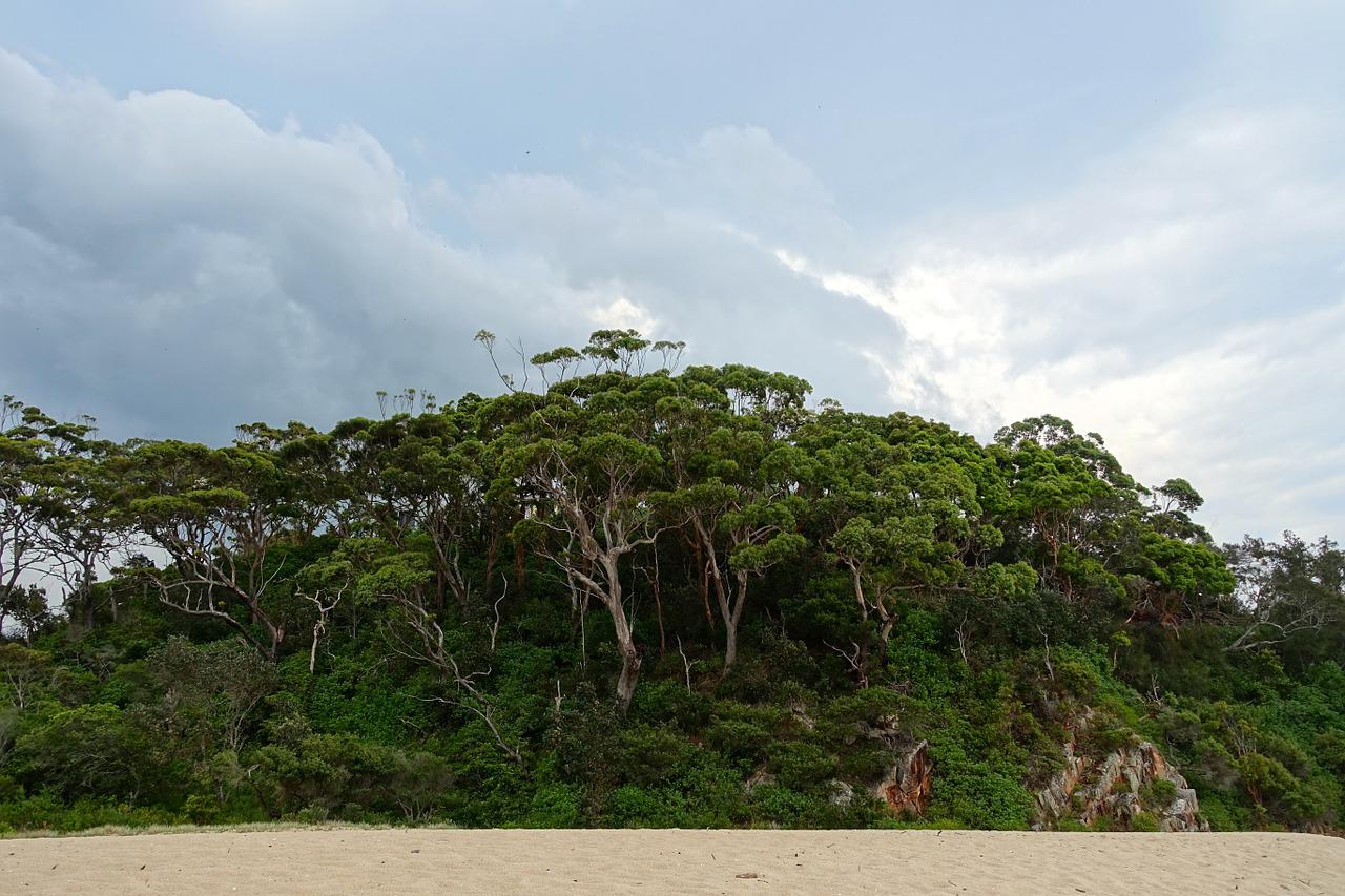 Деревья на тропическом острове
