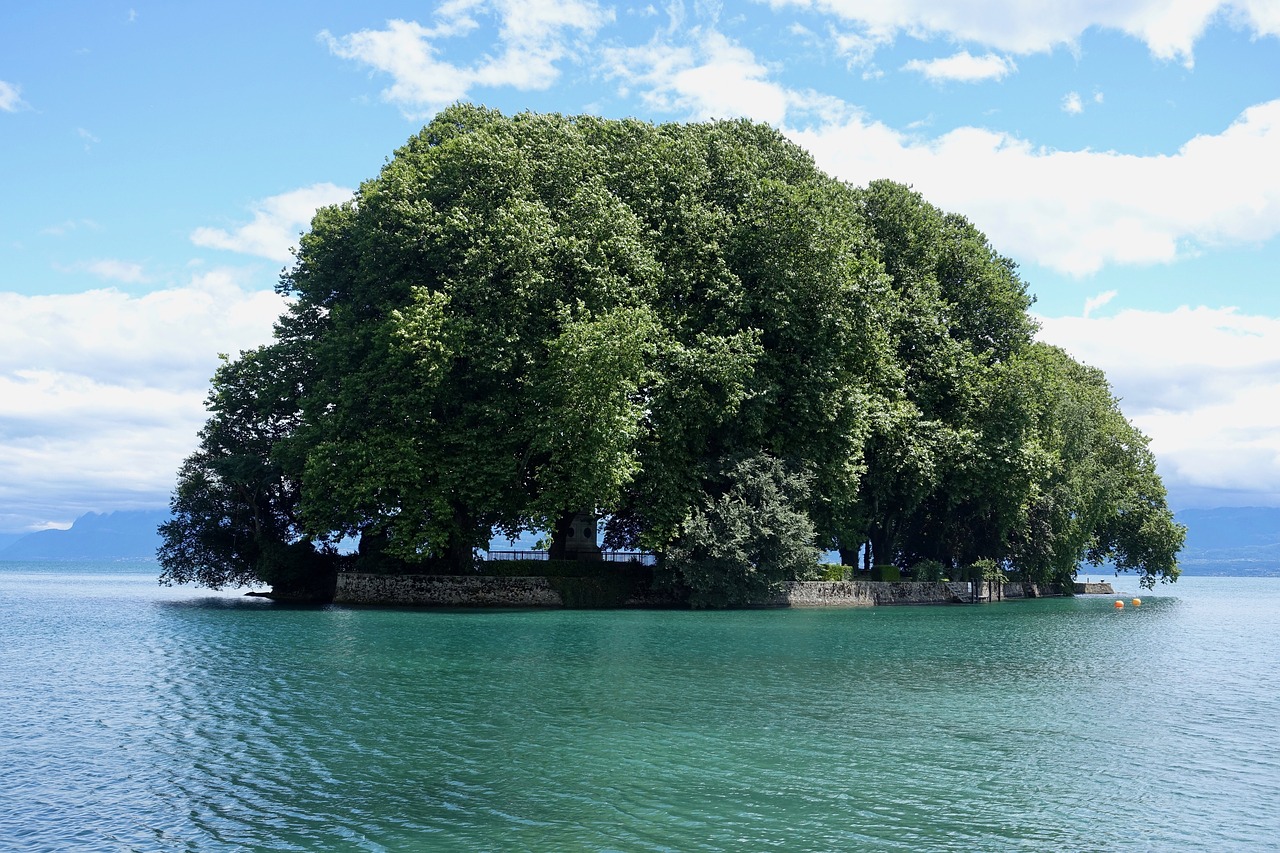 Дерево на острове