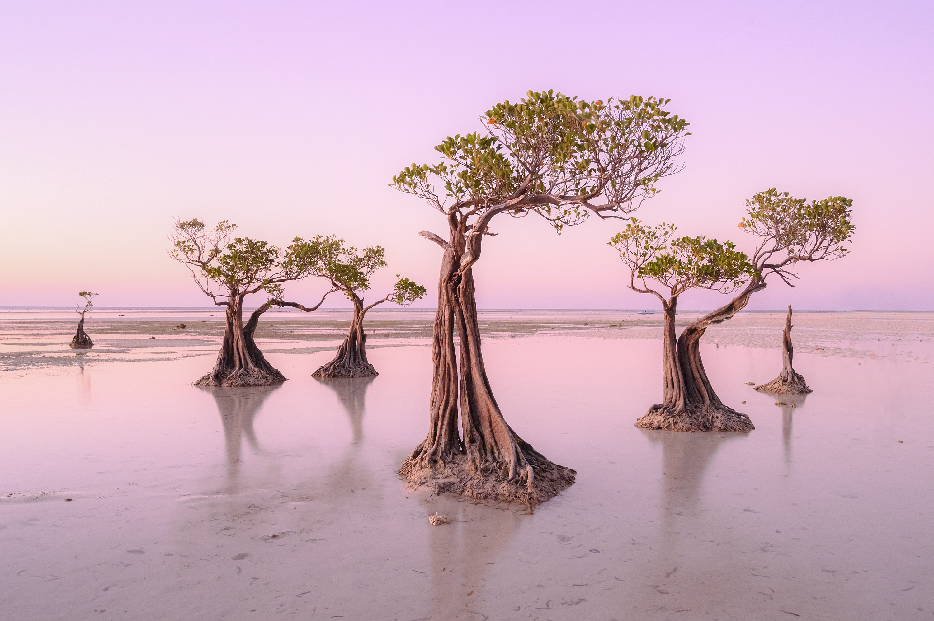 мангровые острова