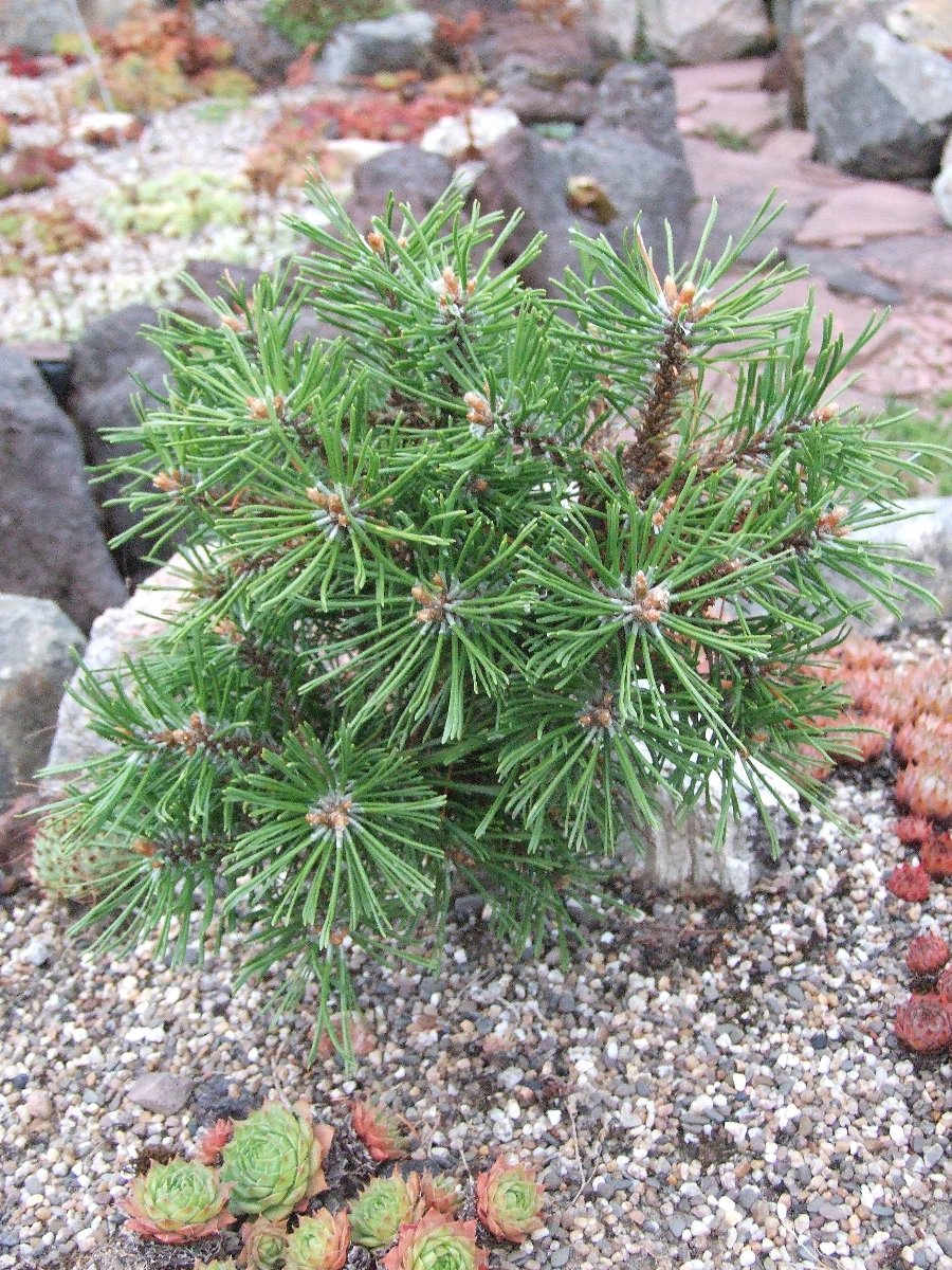 Pinus mugo Gerringong