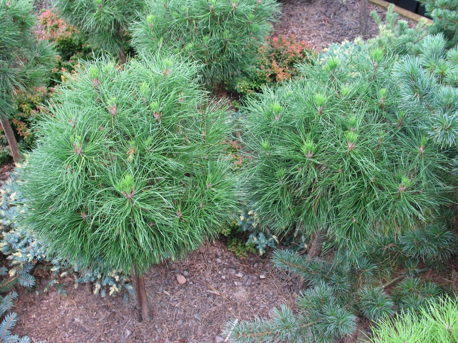 Pinus mugo Varella на штамбе