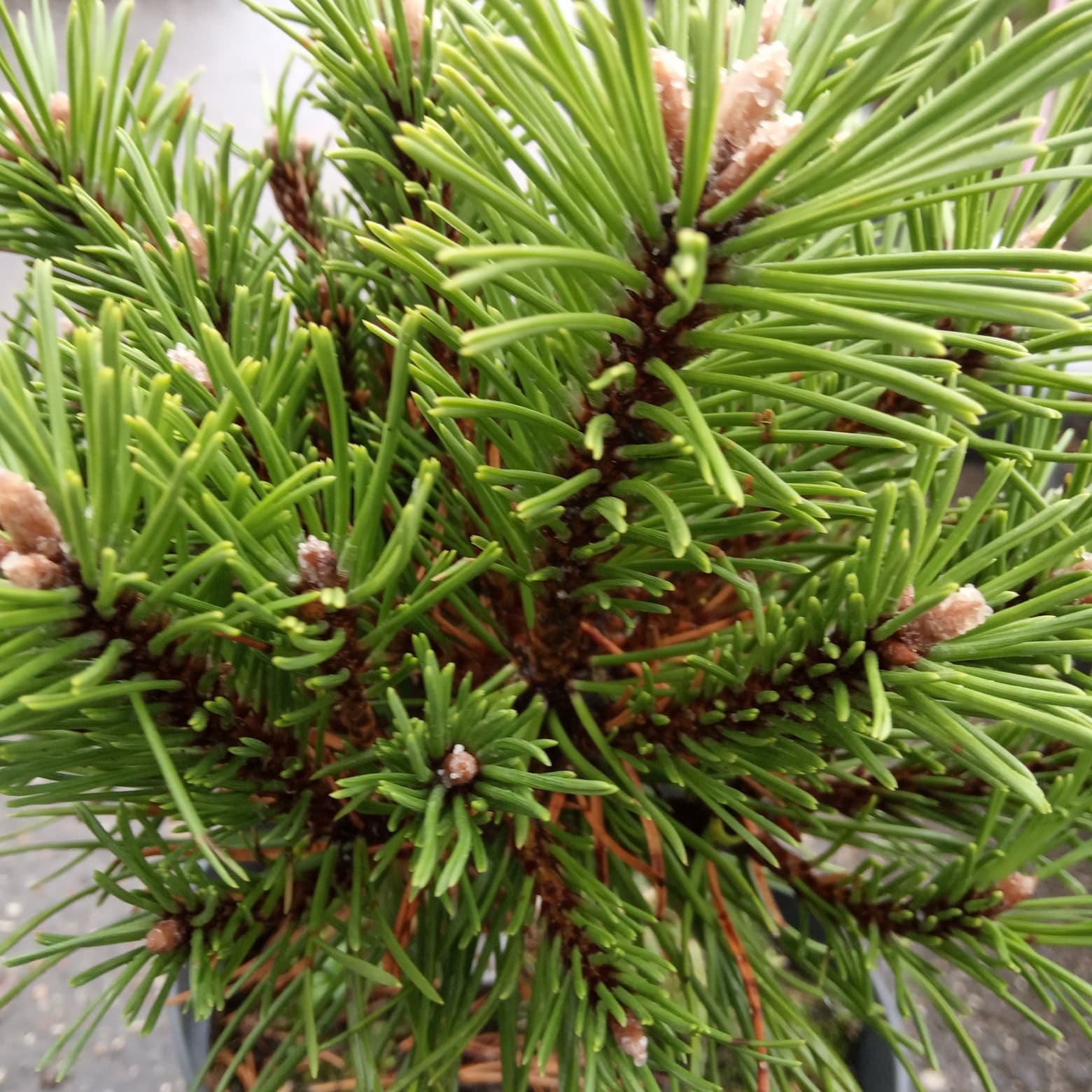 Сосна Pinus mugo Benjamin