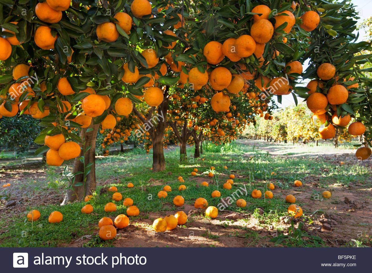 На дереве висят мандарины. Мандариновое дерево в Абхазии. Абхазия Мандариновая роща. Мандарин дарахти. Мандариновые плантации в Абхазии.