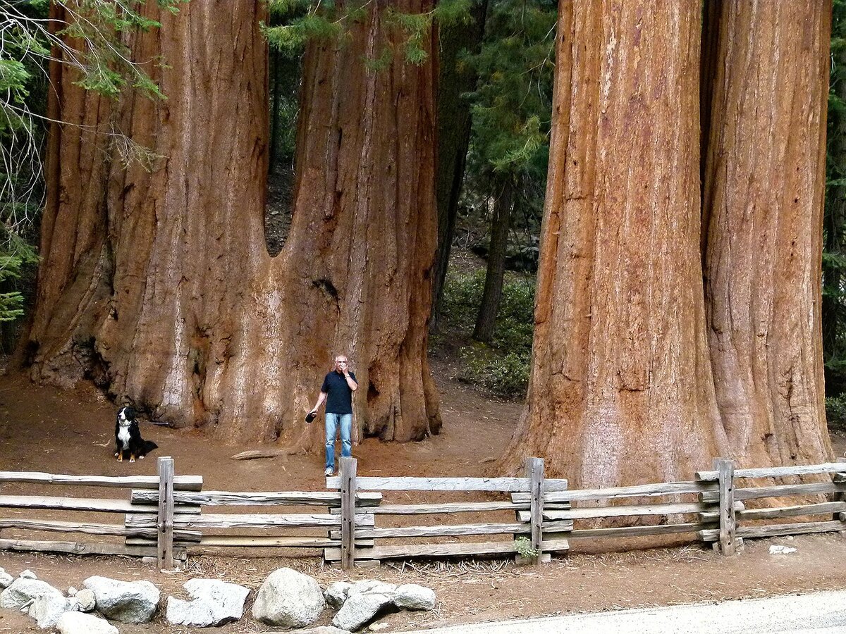 Доисторические деревья гиганты