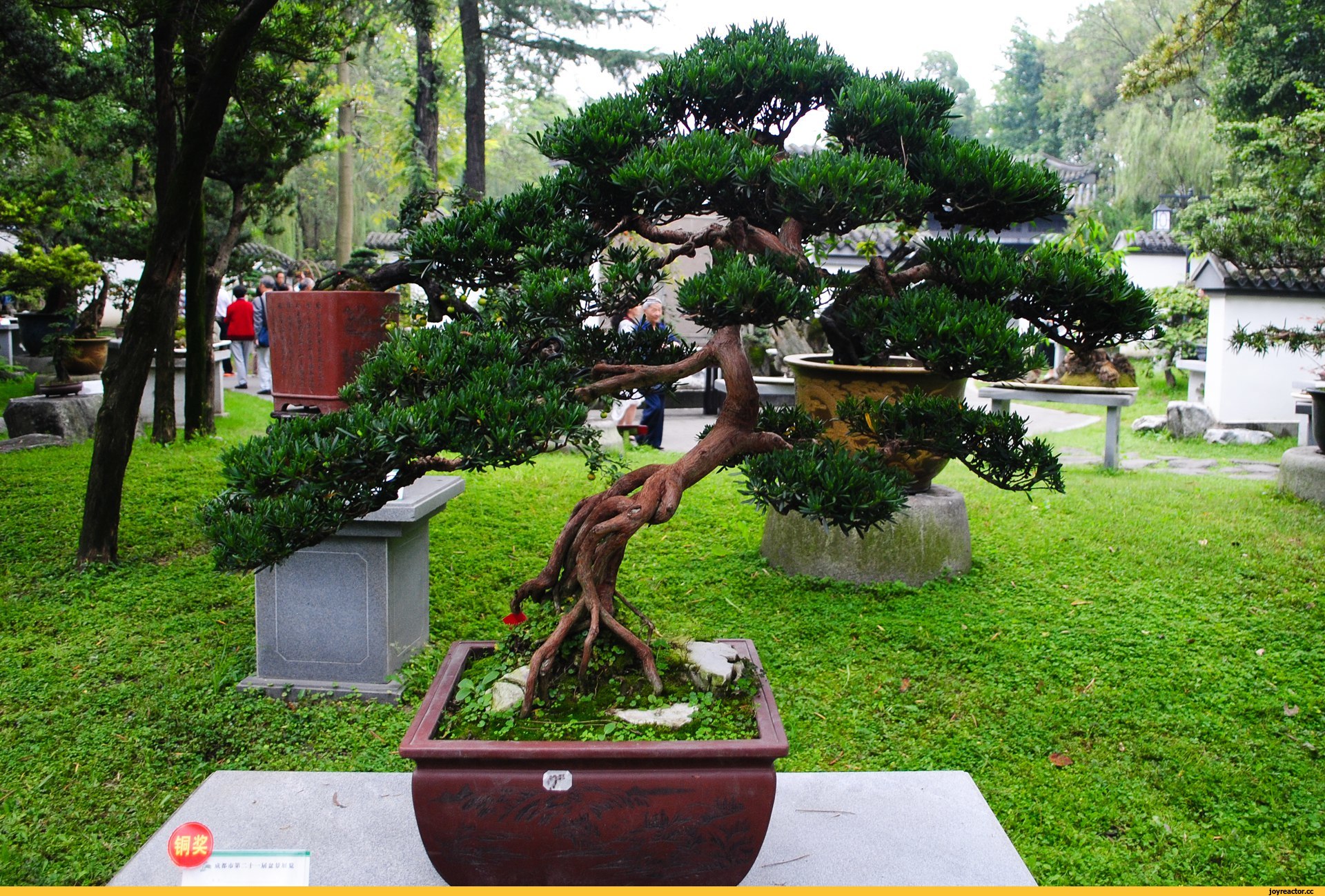 Китайское дерево в горшке фото