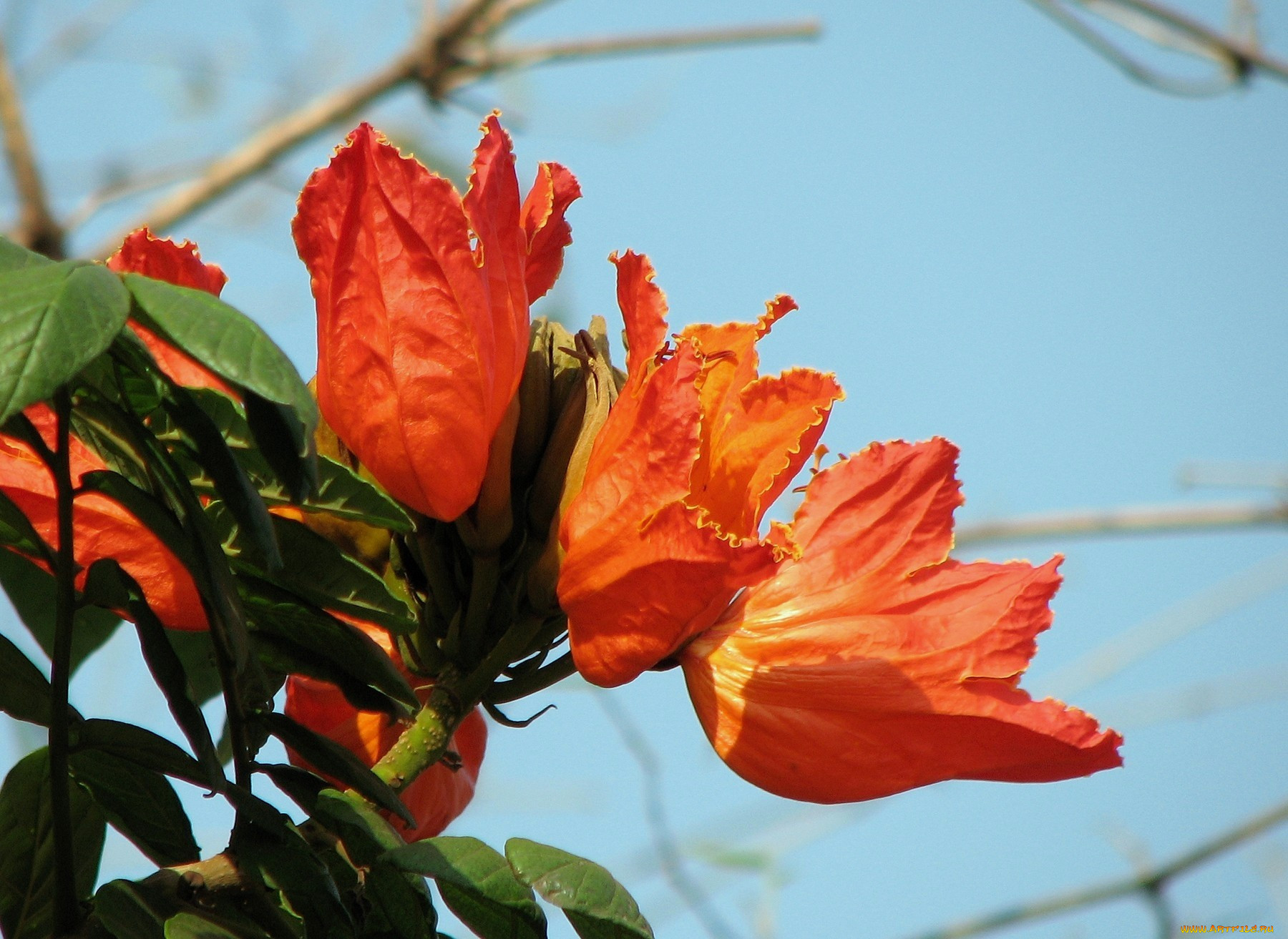 Тюльпановое дерево кустовое
