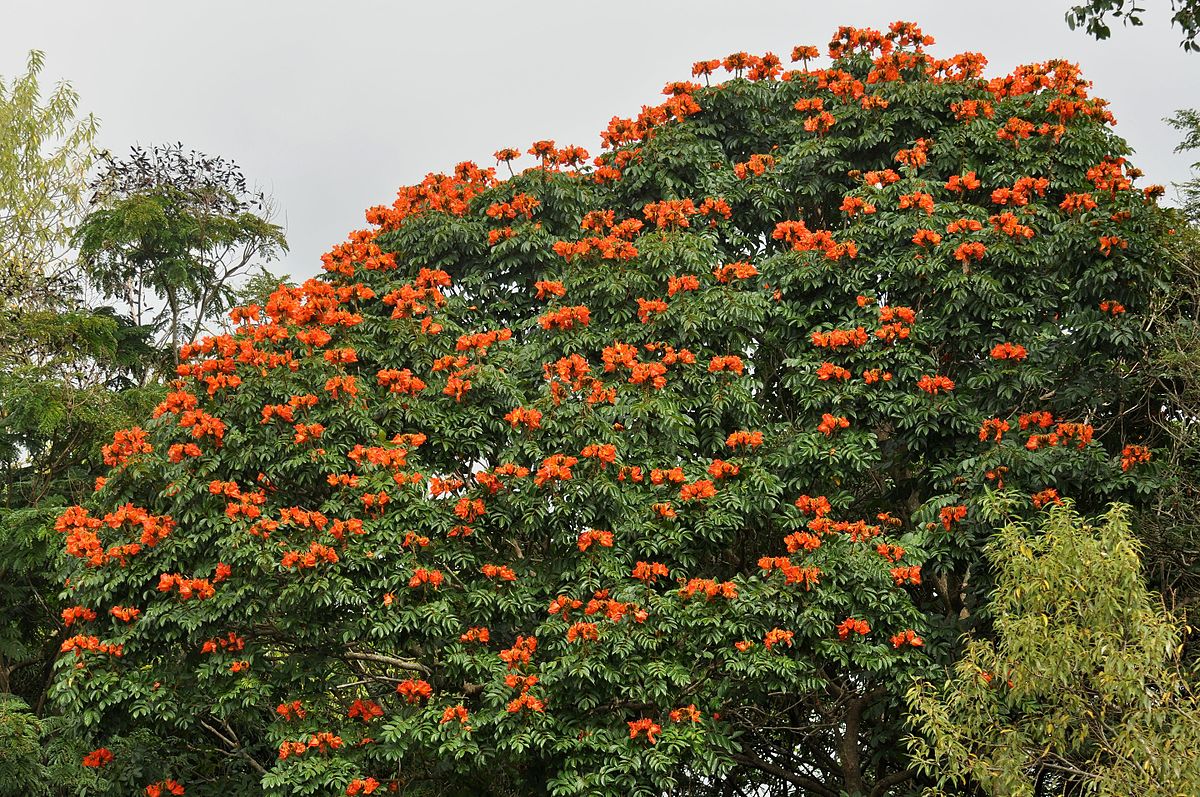 Спатодея Африканское Тюльпанное Дерево