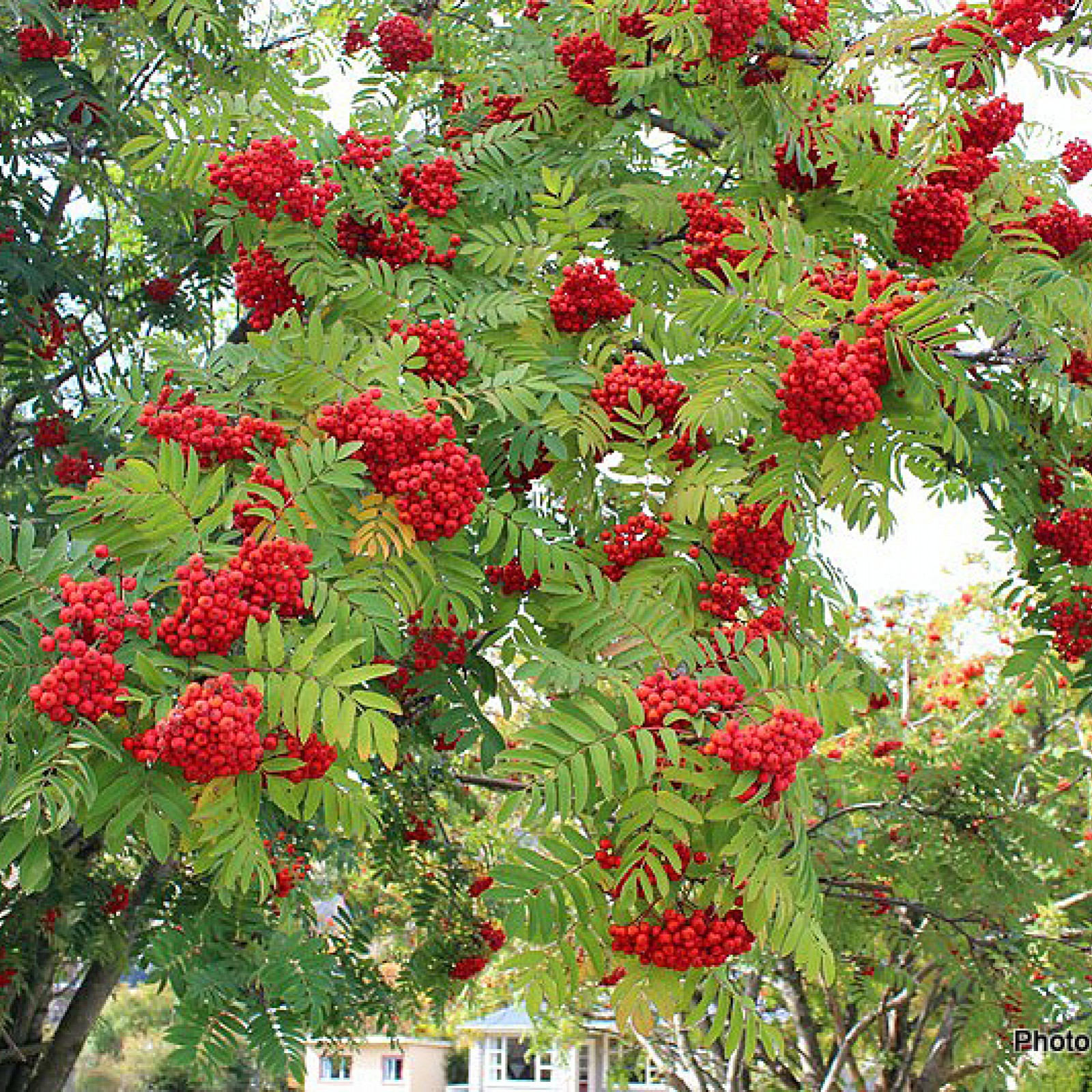 Рябина красная дерево. Рябина обыкновенная. Sorbus aucuparia дерево. Рябина обыкновенная кустовая. Рябина обыкновенная дерево.