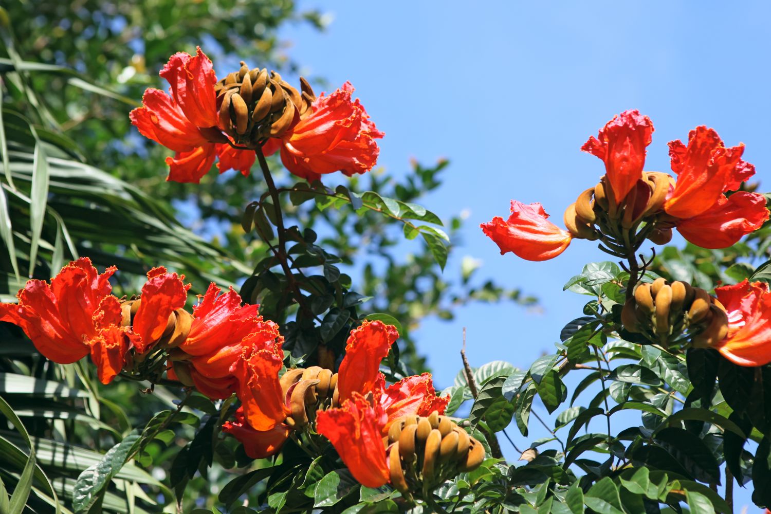 Спатодея - африканское Тюльпанное дерево ответить