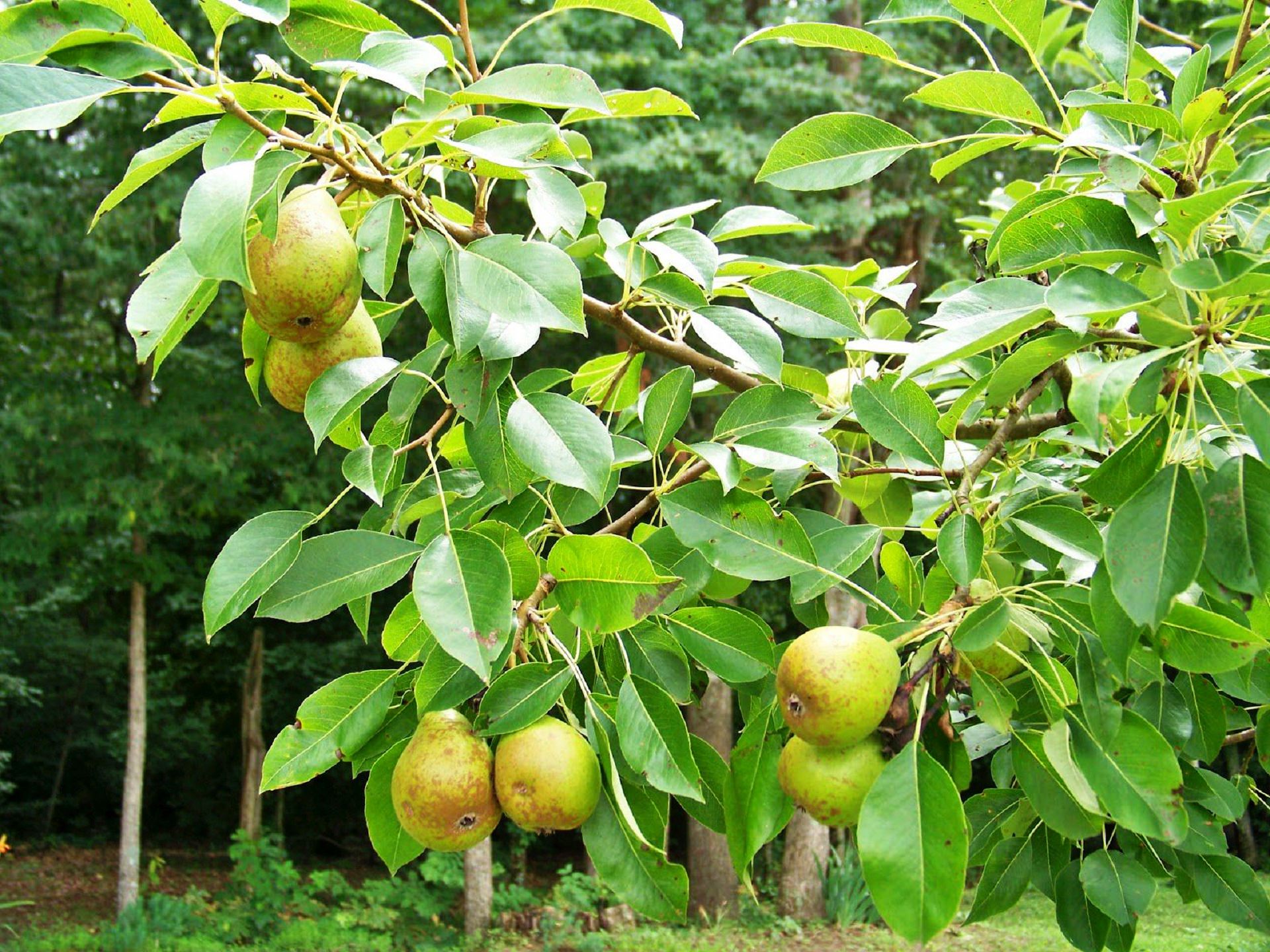Груша Пакхам дерево
