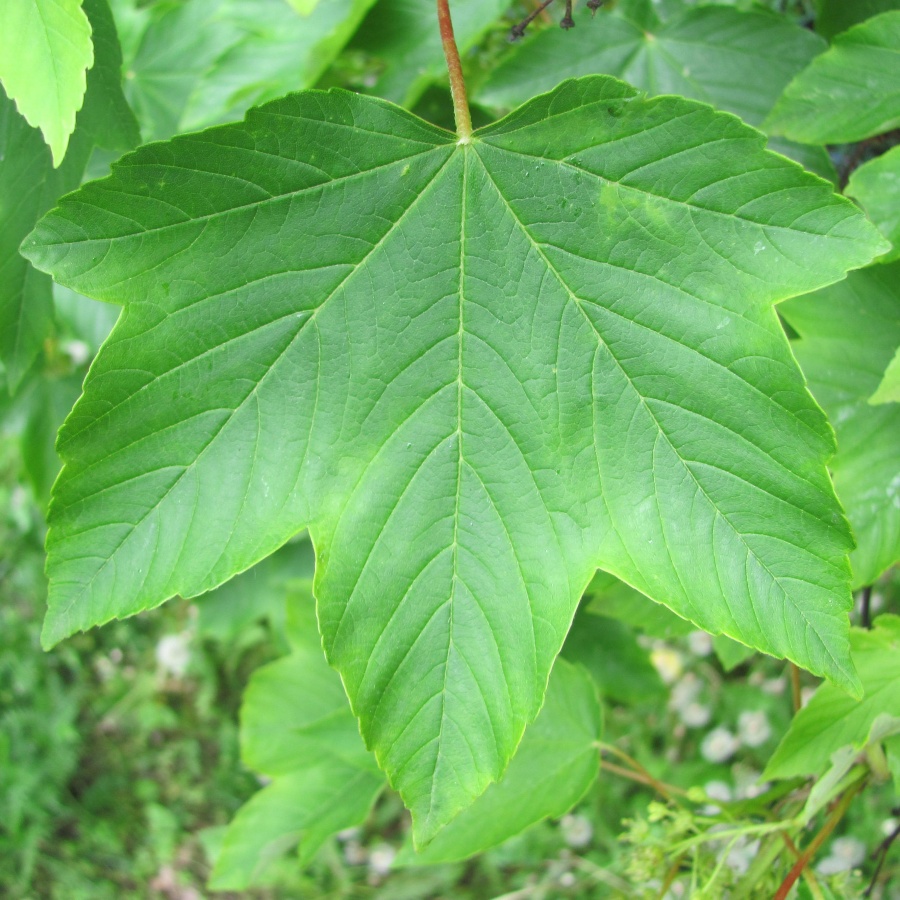 Клен Ложноплатановый, Явор, белый клен Acer pseudoplatanus