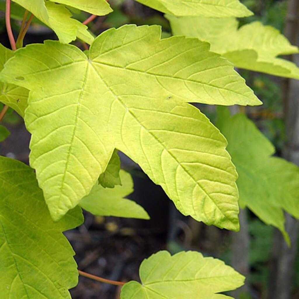 Клен Явор – Acer pseudoplatanus l.