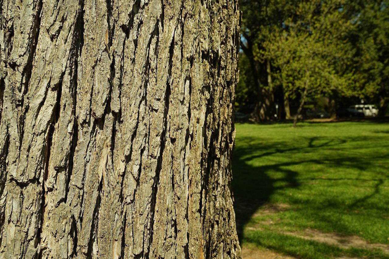 Дерево липа кора фото