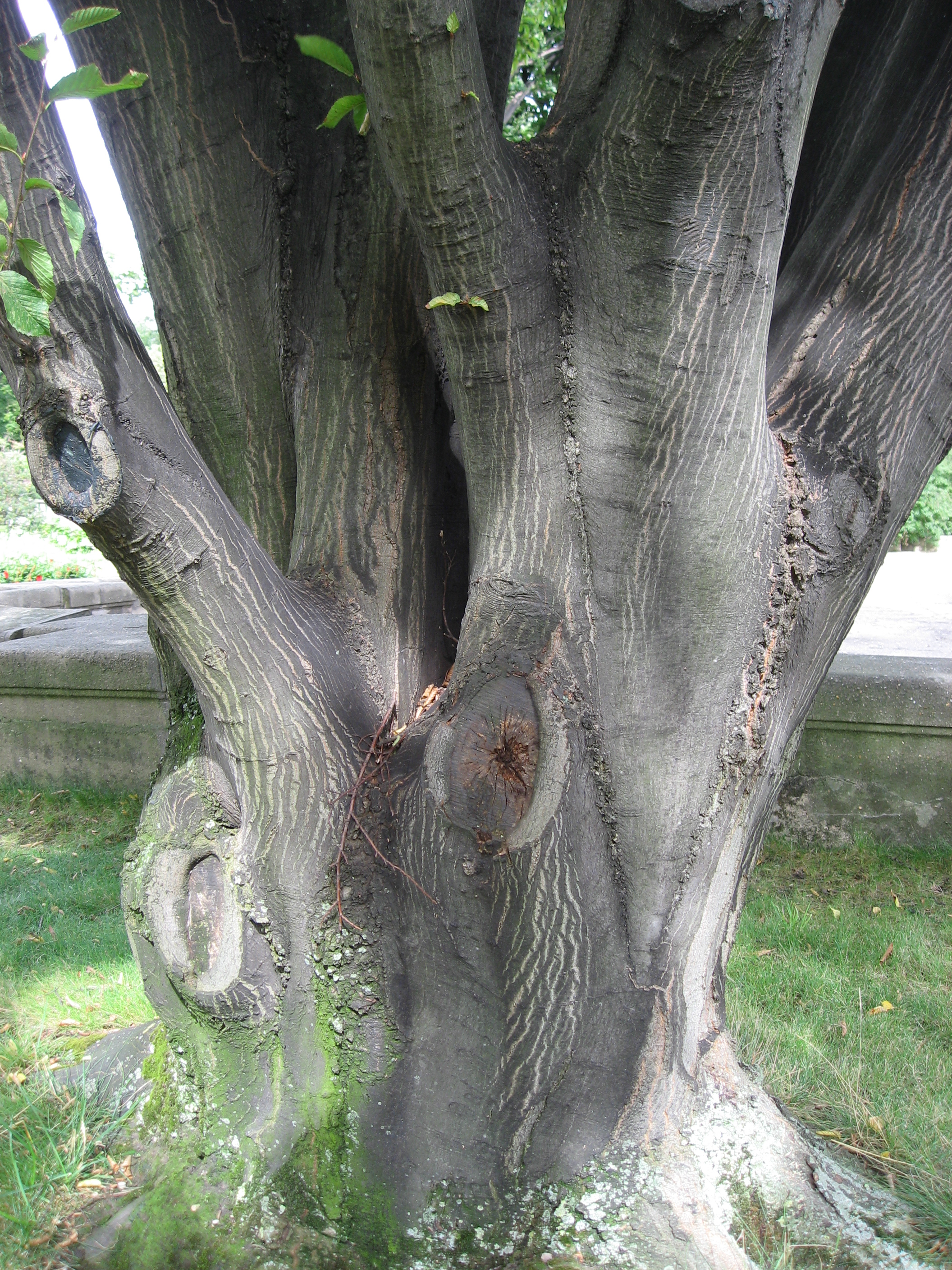 Дерево С Серым Стволом