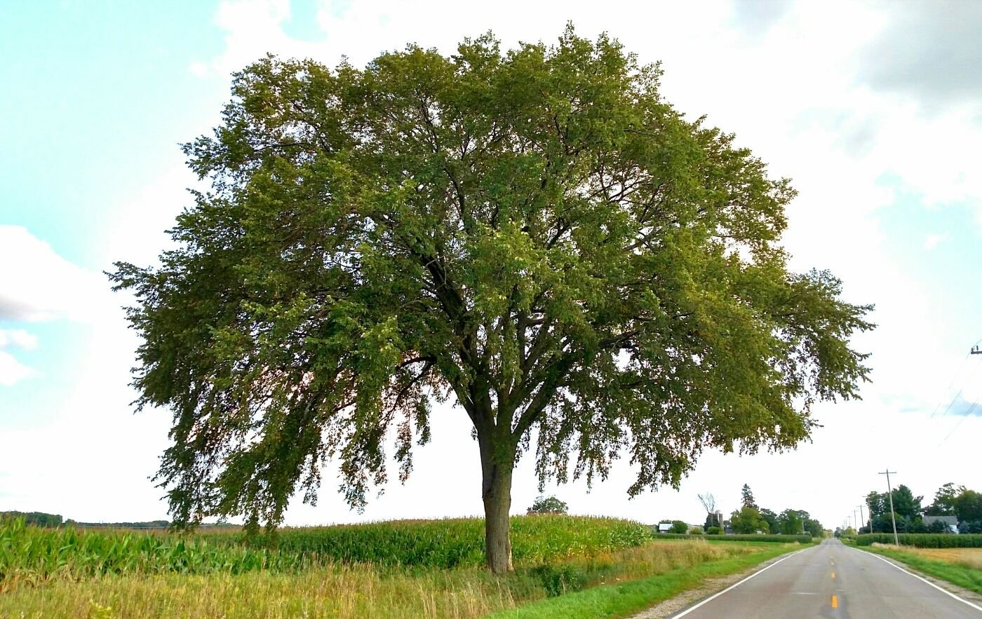 Карагач Дерево Фото