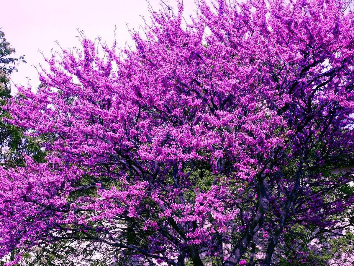 Иудино дерево фото википедия