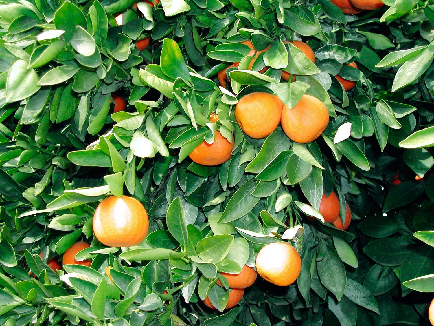 Как растет грейпфрут в природе фото