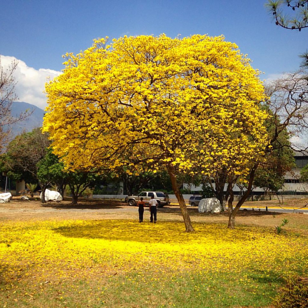 Желтое дерево в Венесуэле