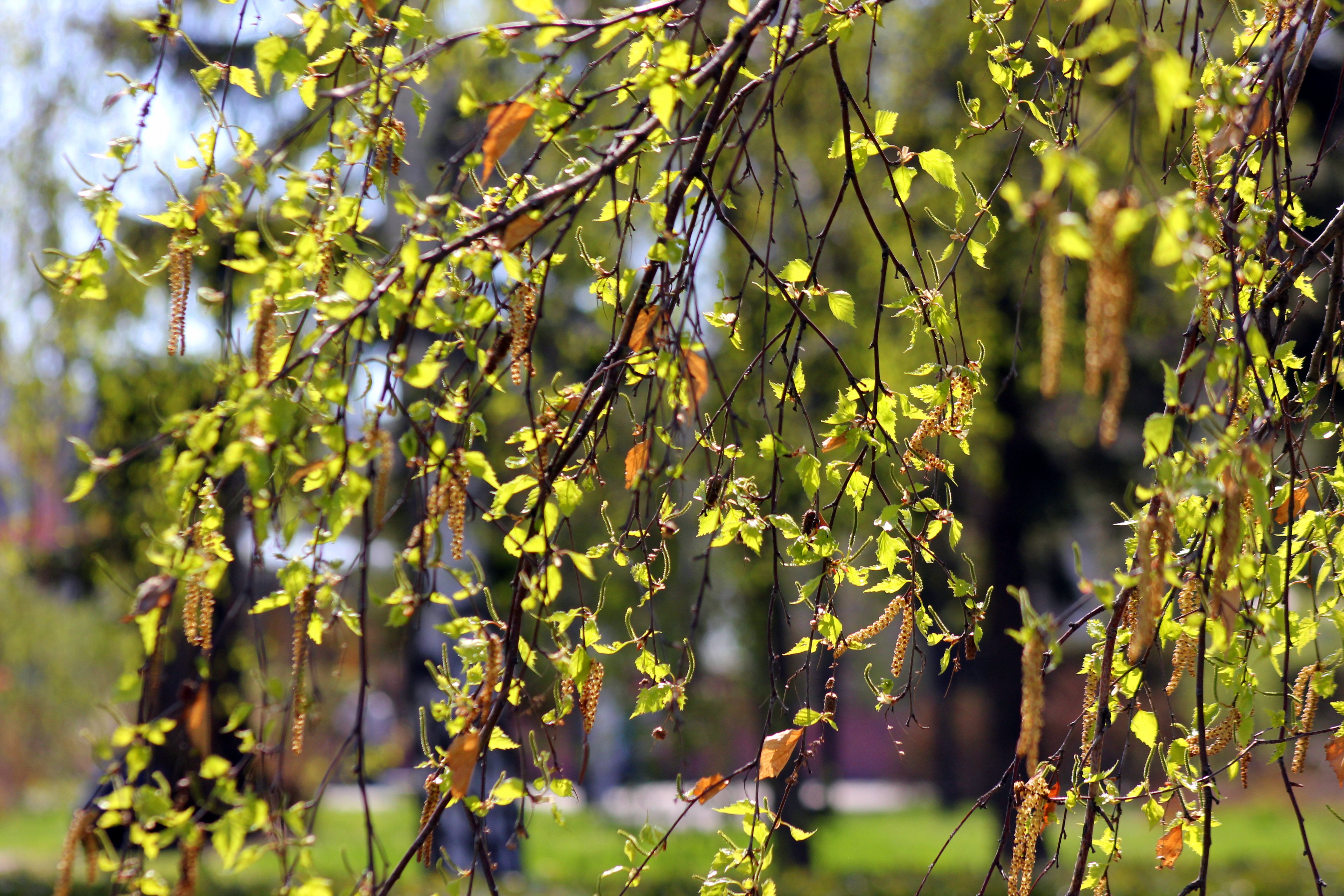 Корейская береза. Береза с зелеными сережками. Береза весной фото.