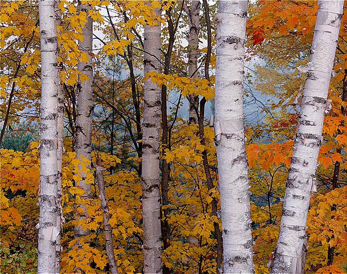 Березово-осиновый лес осенью