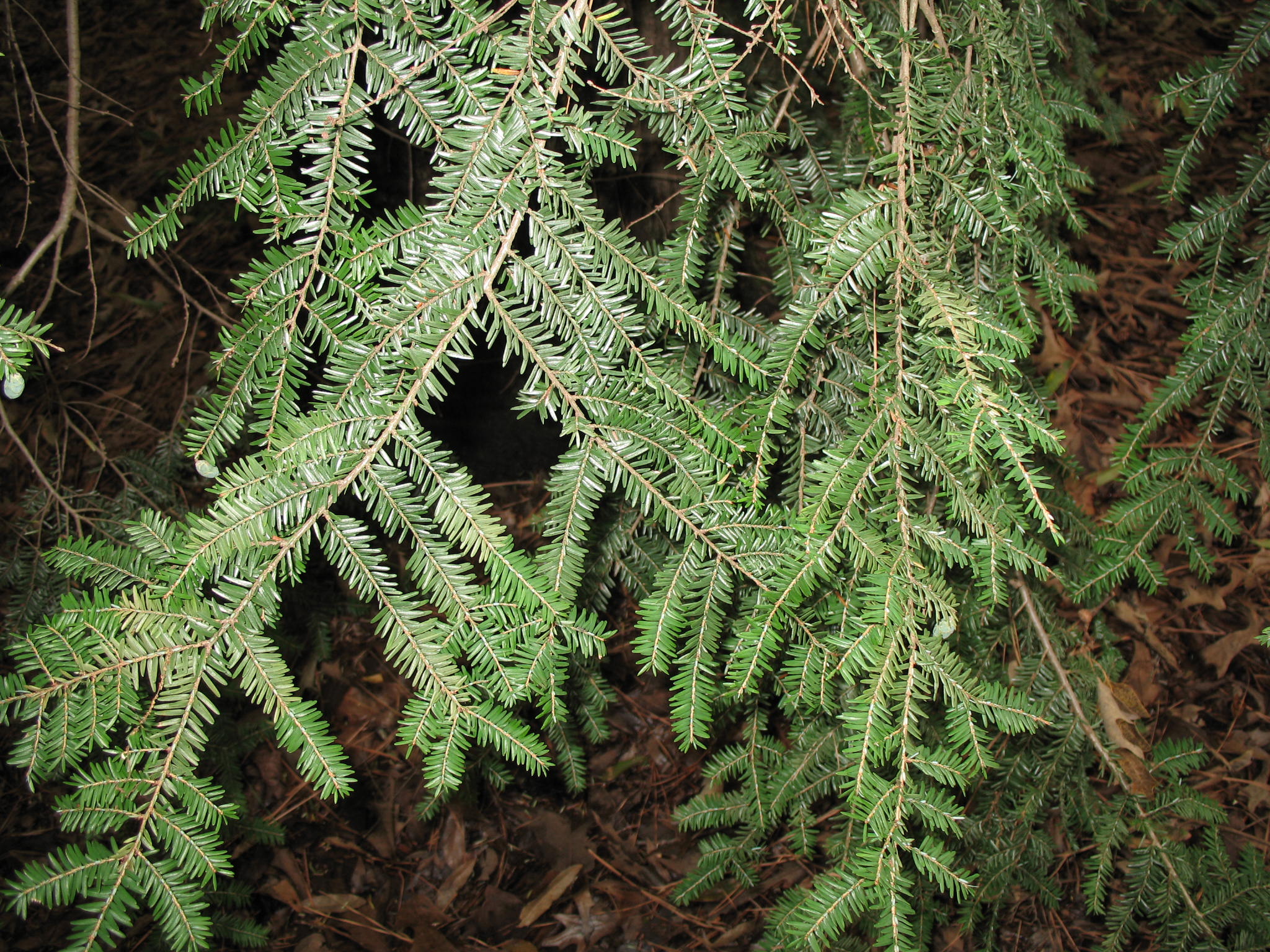 Канадское хвойное. Тсуга Западная Tsuga heterophylla. Тсуга канадская Tsuga canadensis. Тсуга канадская Пендула. Тсуга канадская Jeddeloh.