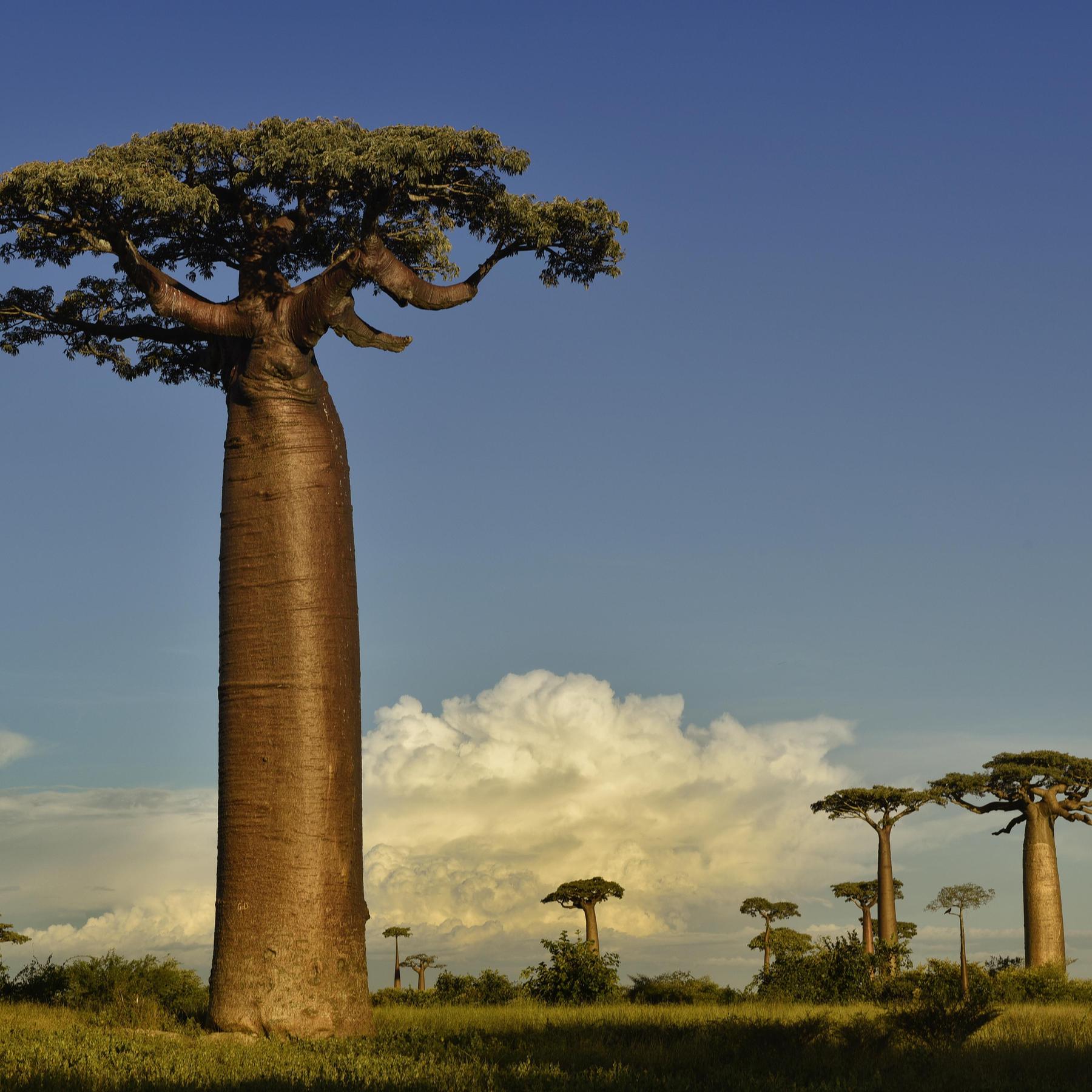 Баобаб дерево африканских саванн