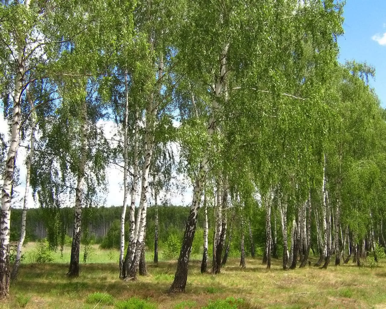 Березка дерево России
