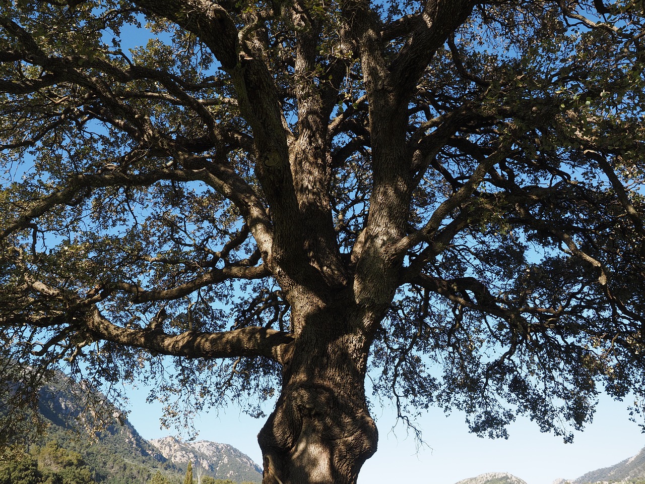 Камфора Дерево