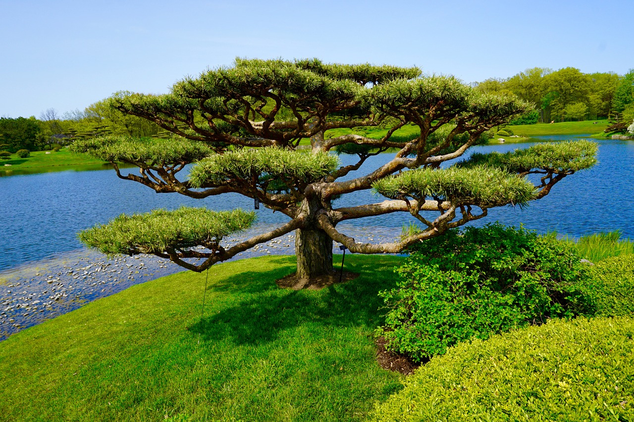 Деревья в Японии