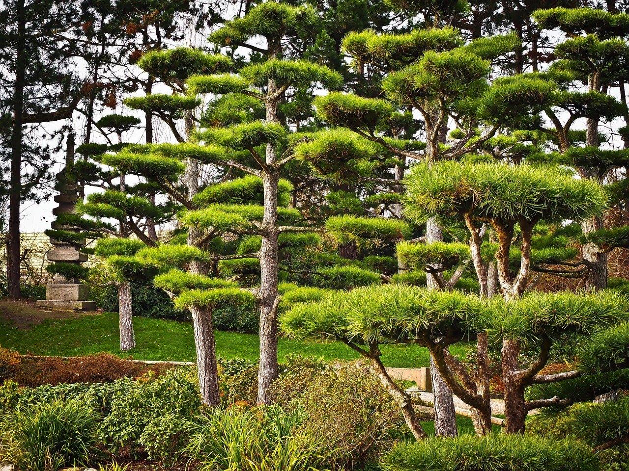 деревья из японии
