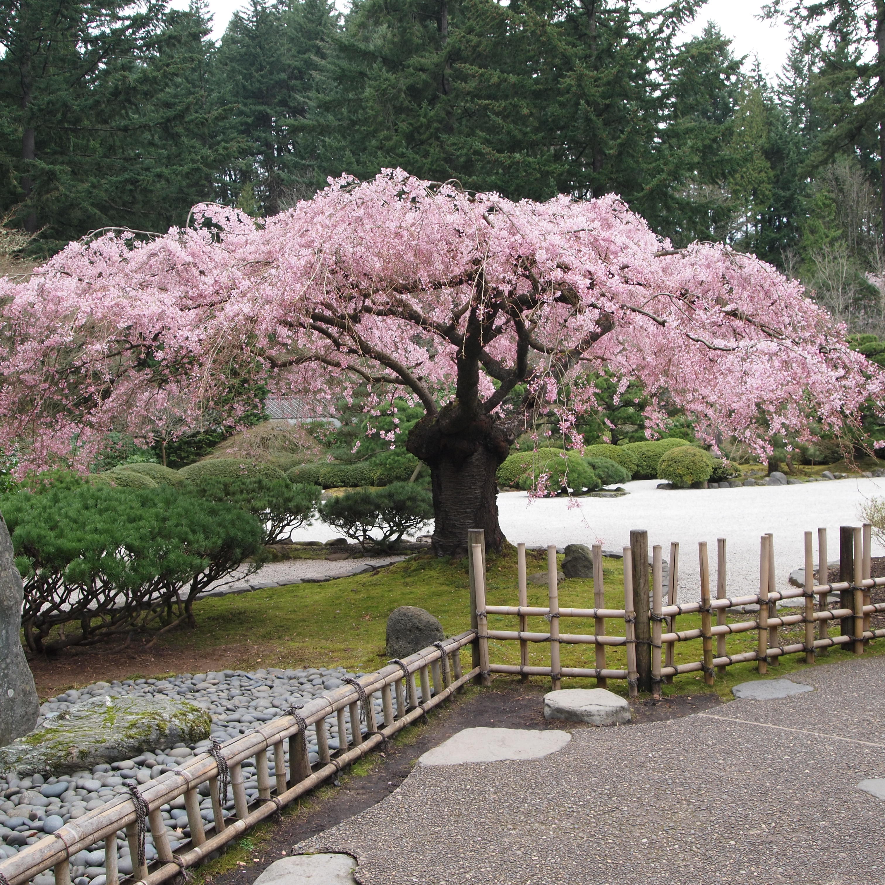 Подковыровский сад Сакура