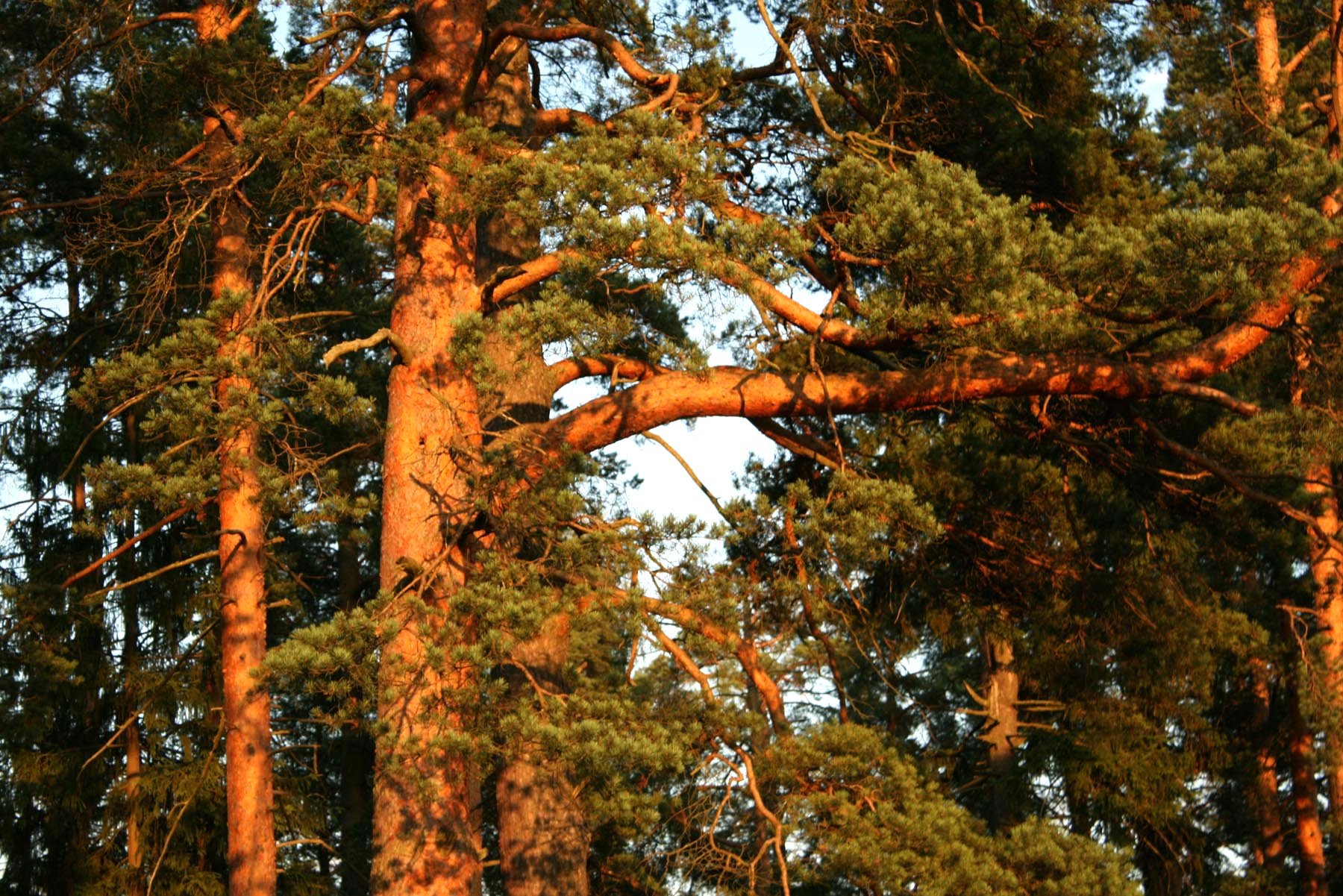 Хвойный ствол. Колхидская сосна. Сосна обыкновенная ствол. Сосны красная ( Pinus resinosa). Акшуат сосна обыкновенная.