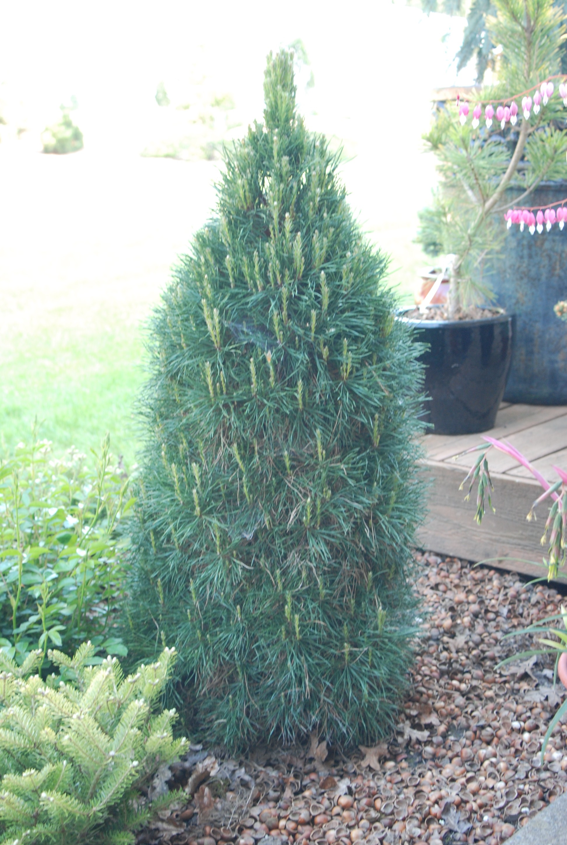 Pinus Sylv. 'Green Penguin' New