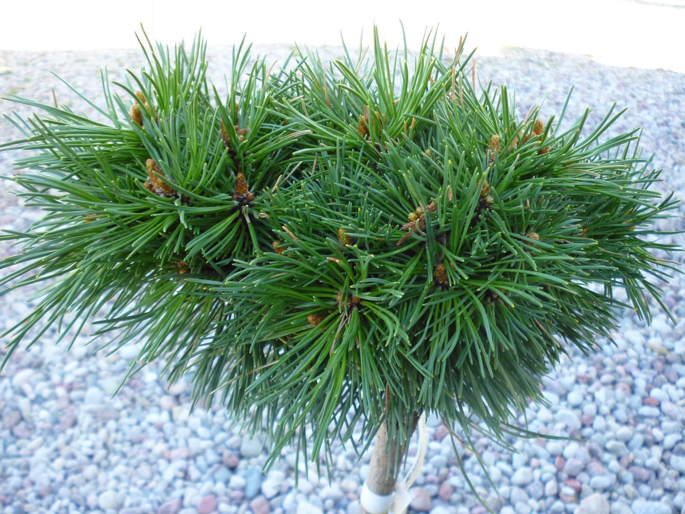 Pinus uncinata Nana