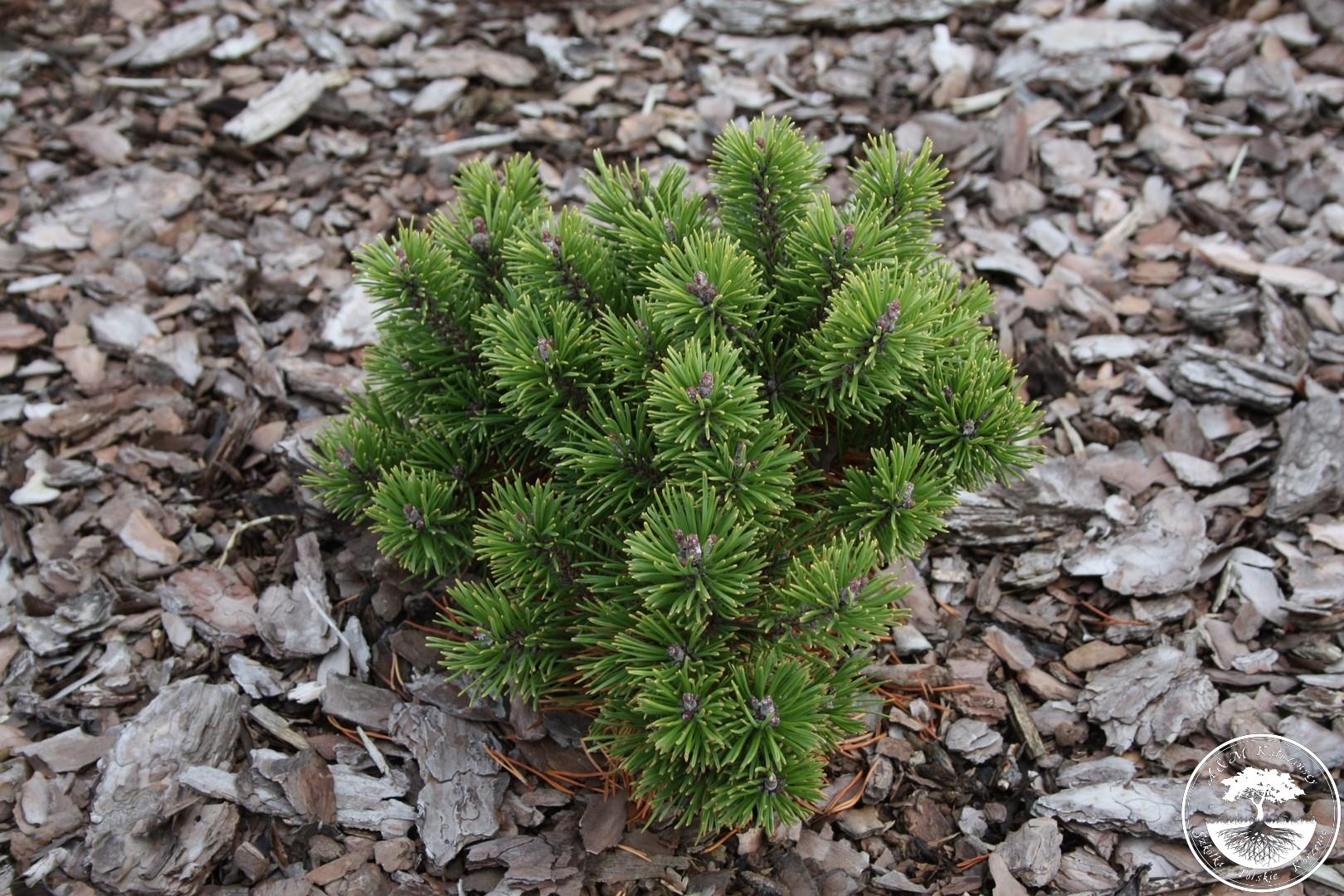 Pinus uncinata Nana compacta