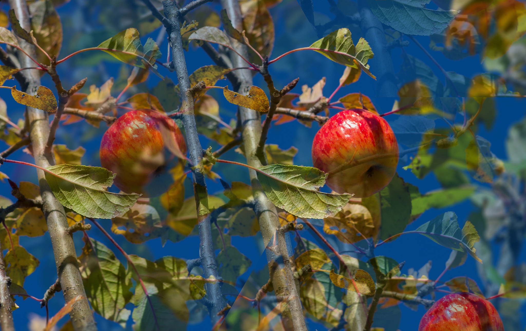 Яблоки на Березе фото