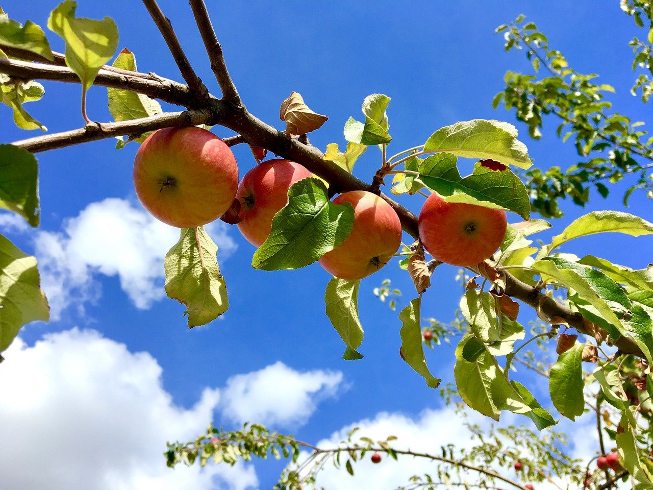Ветка яблони с яблоками