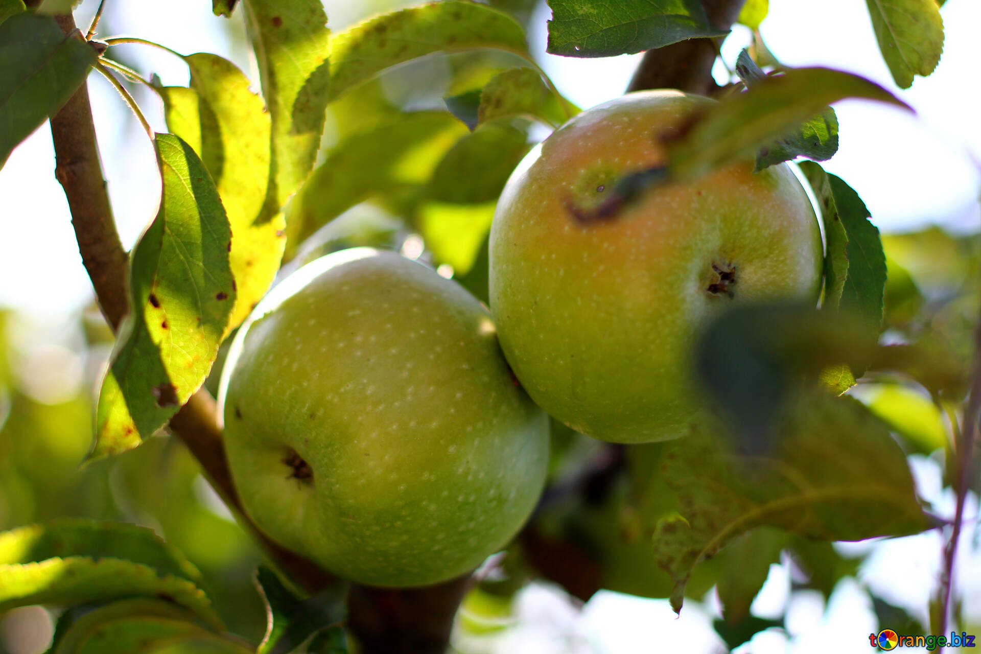 Сонник яблоки собранные. Титовка яблоко. Титовка яблоня. Яблоки на ветке зеленые. Зеленые яблоки на дереве.