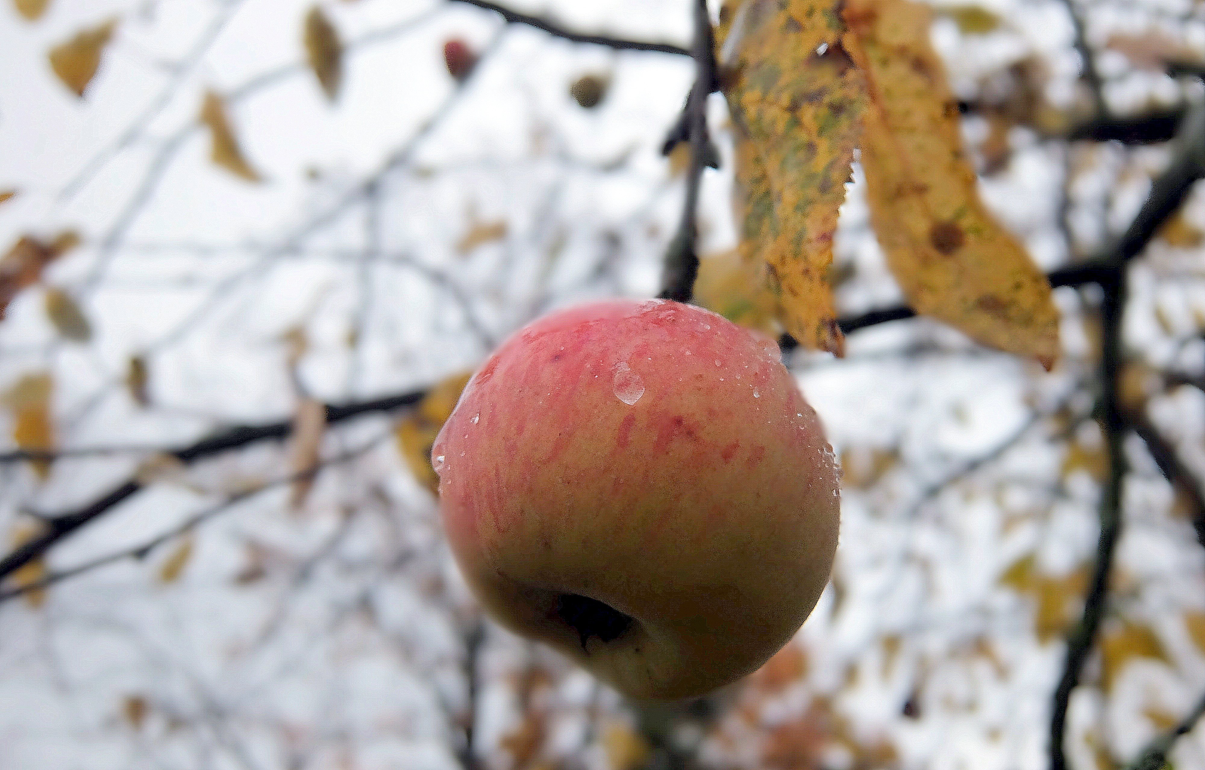 Земляные яблоки пересказ. Последние осенние яблоки. Яблоня осенью. Последнее яблоко на ветке. Яблоки на березах?.
