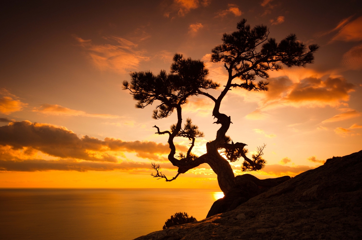 Одинокое дерево на скале