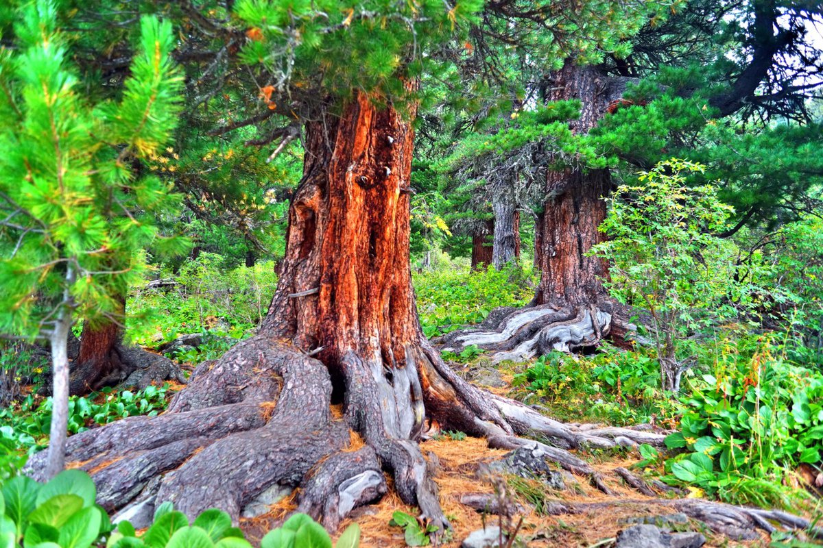 Кедровые деревья фото