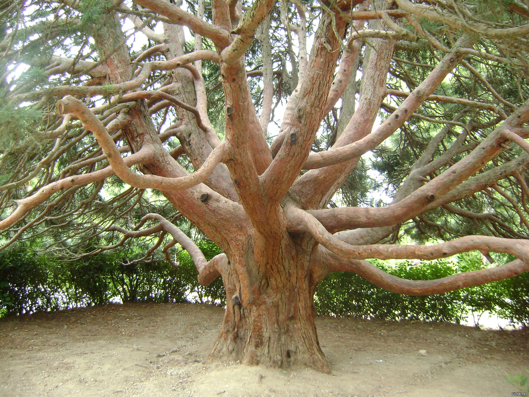 5 Фото Деревьев