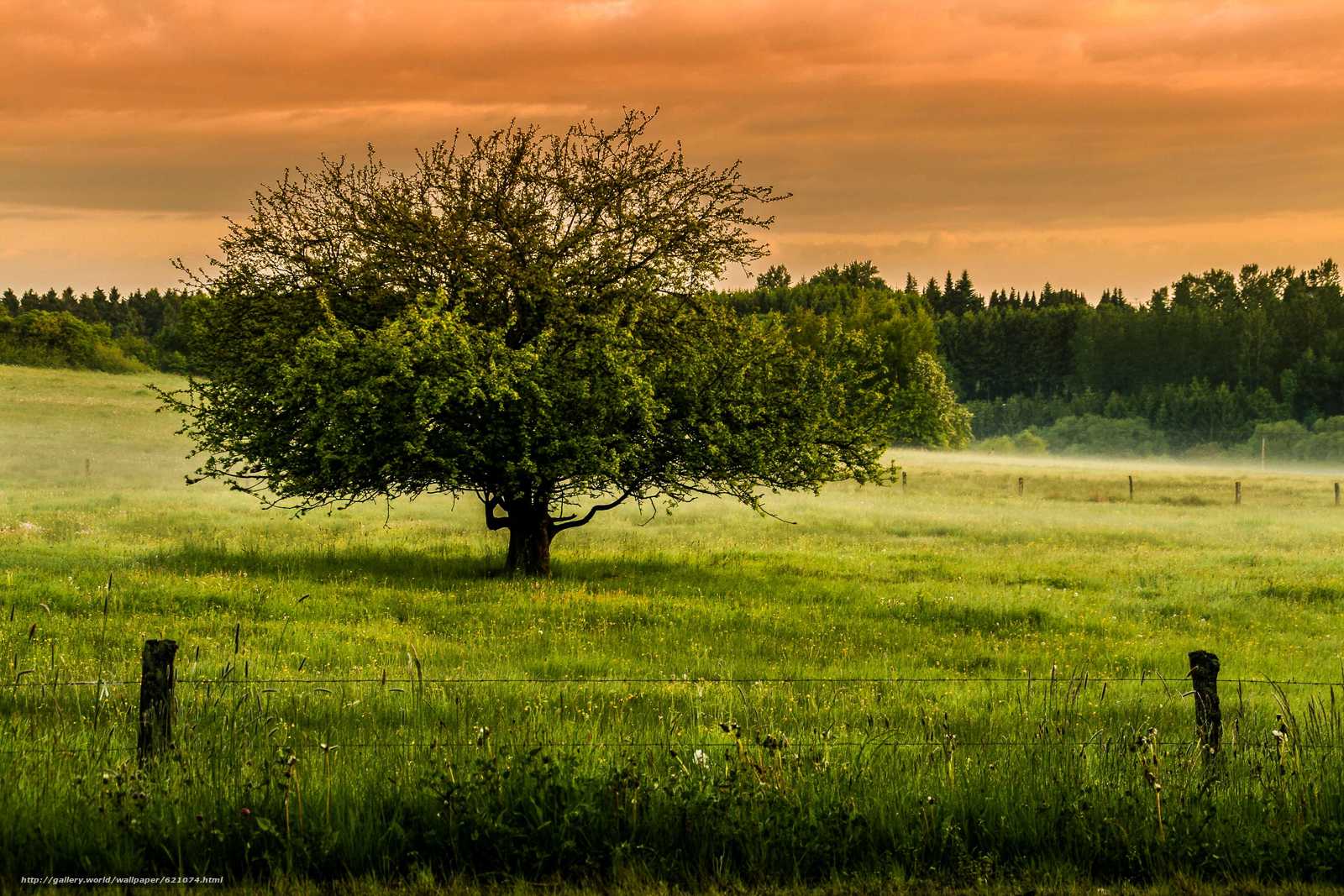 Одиночное дерево в поле