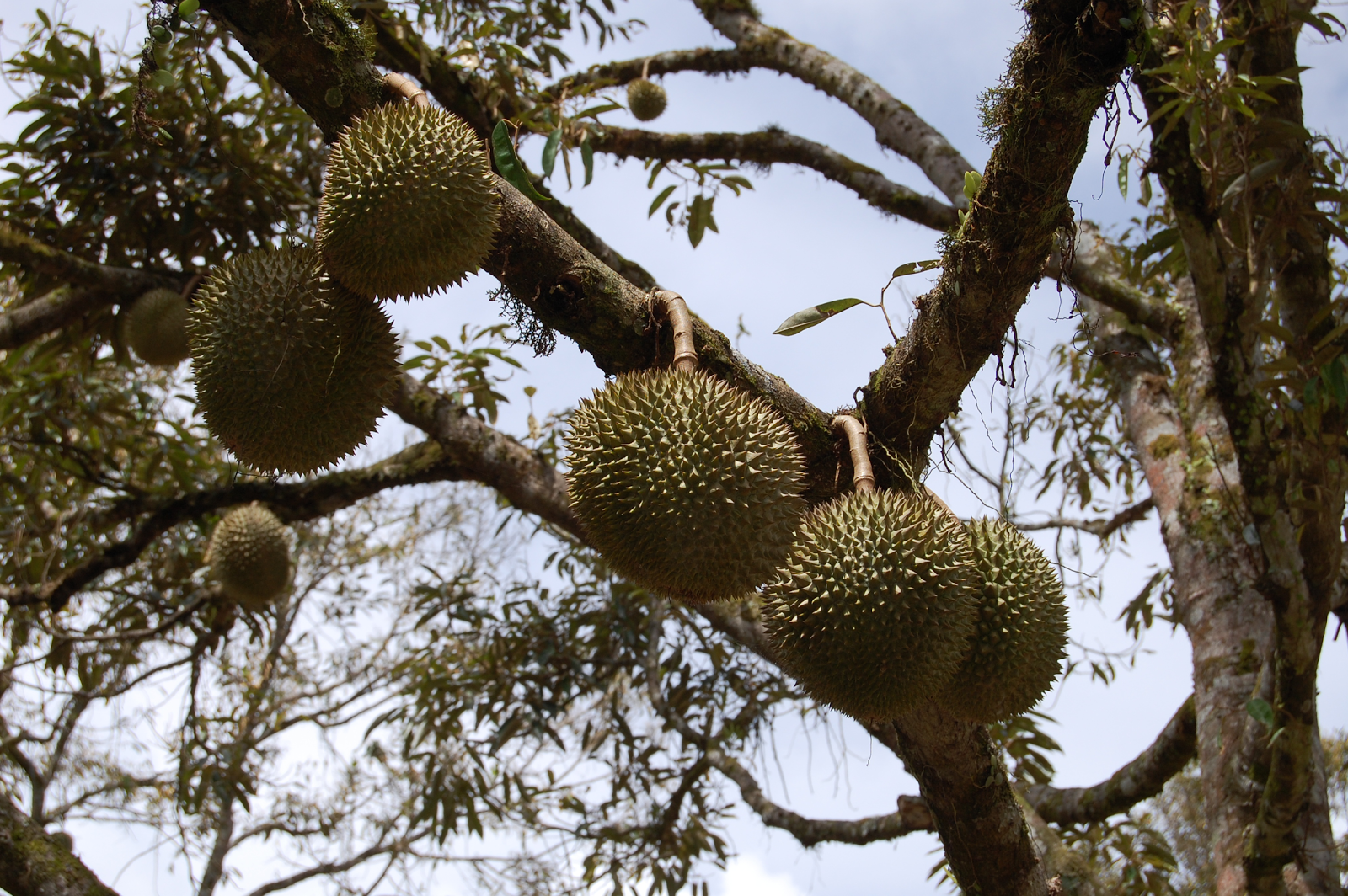 Фрукт дуриан фото и описание. Дуриан дерево. Дуриан (или Дурьян). Дуриан цибетиновый. Дерево дуриана с плодами.