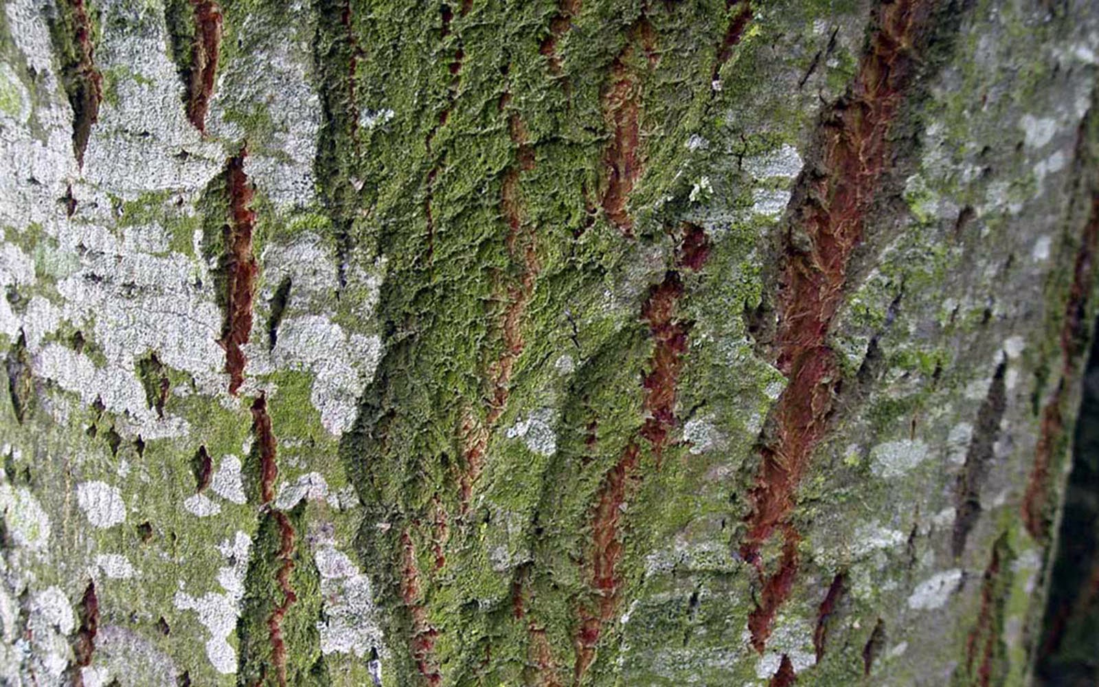 Дерево Хиноки кора