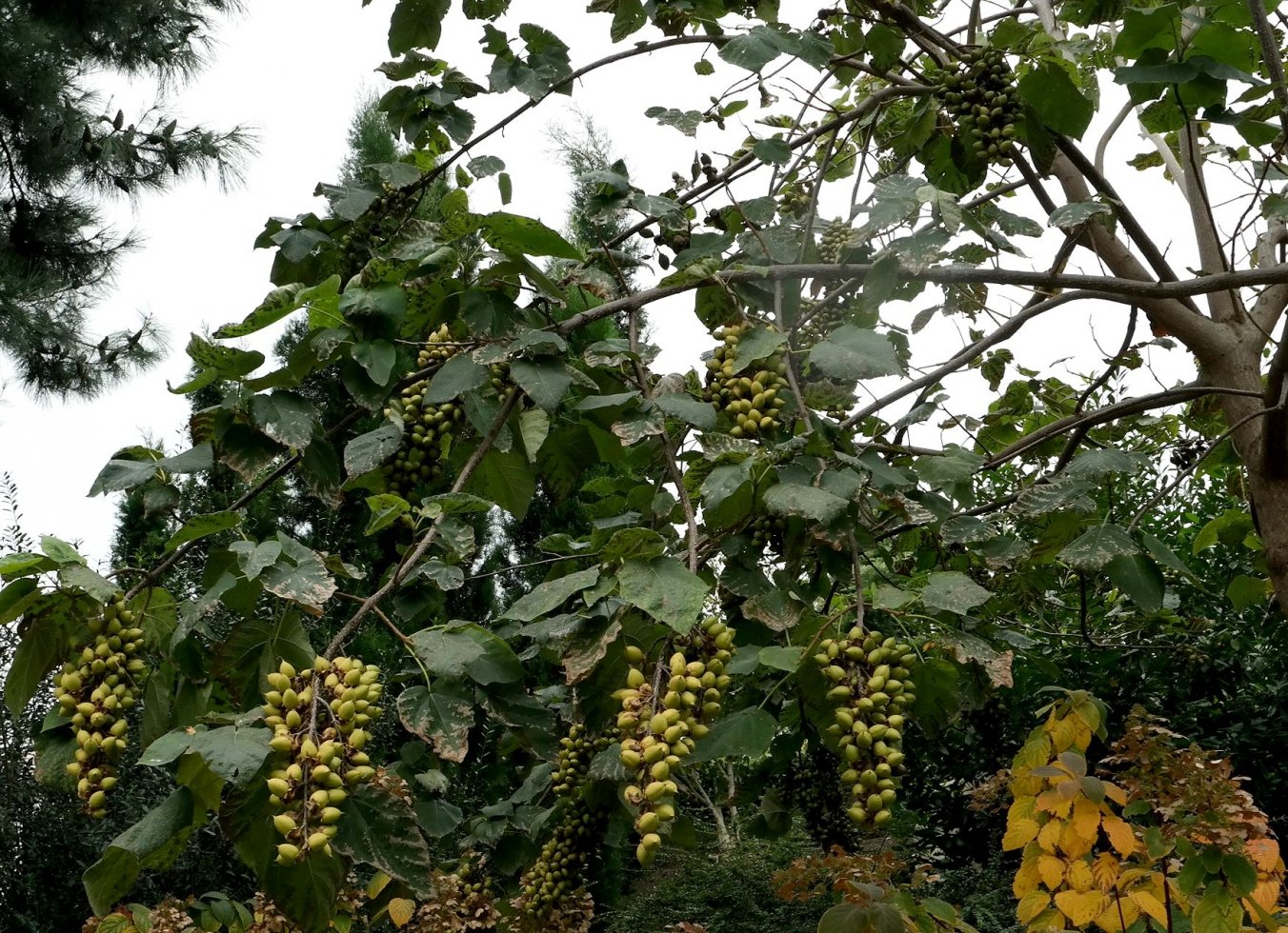 Адамово дерево фото и описание плоды