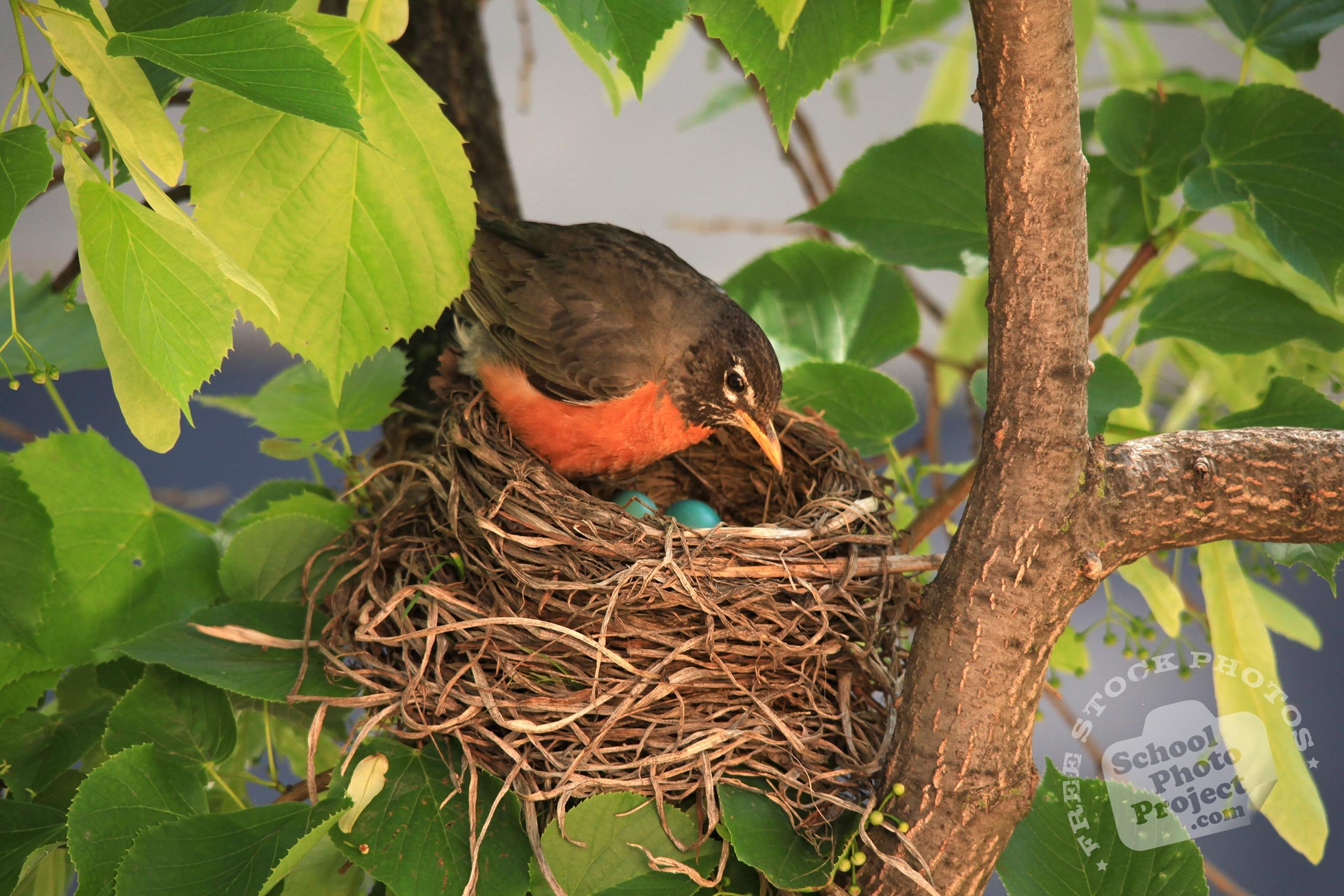 Малиновка птица фото гнезда