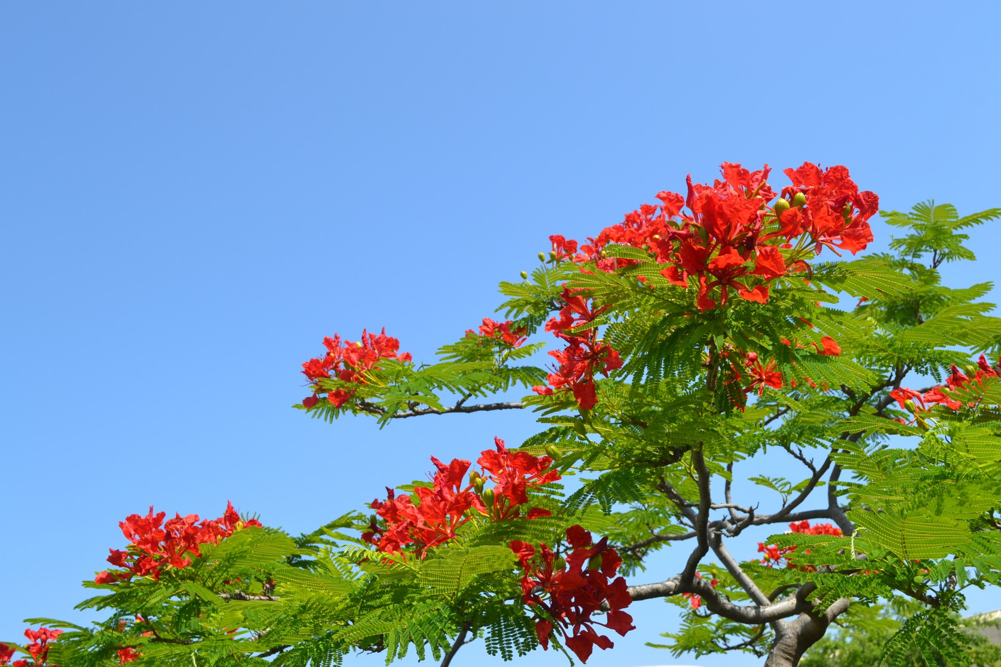 Какое дерево цветет красными цветами фото и названия