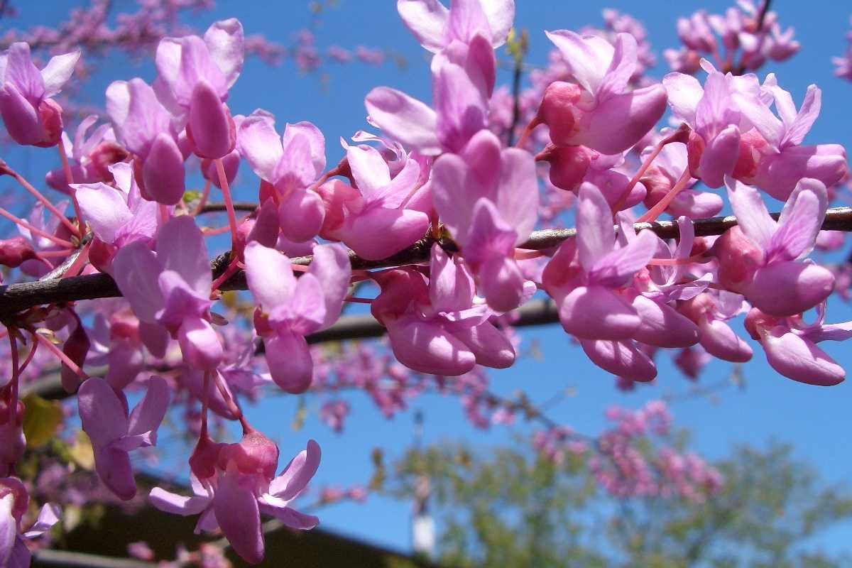 Церцис дерево фото и описание когда цветет