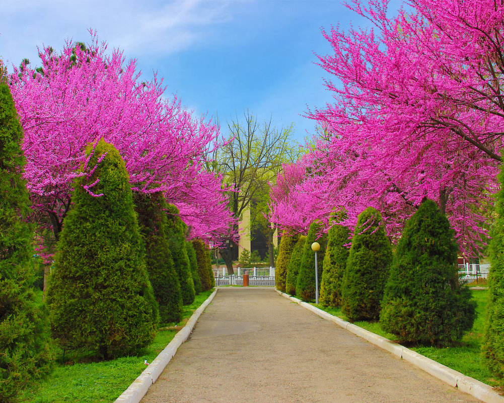 цветущее дерево церцис фото